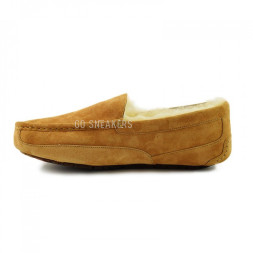 Men's Ascot Chestnut